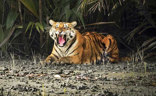 Joint team to review habitat suitability for Royal Bengal tigers at Buxa