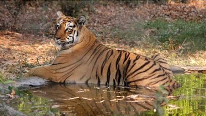 Tiger injures 5 in a series of attacks in UP district
