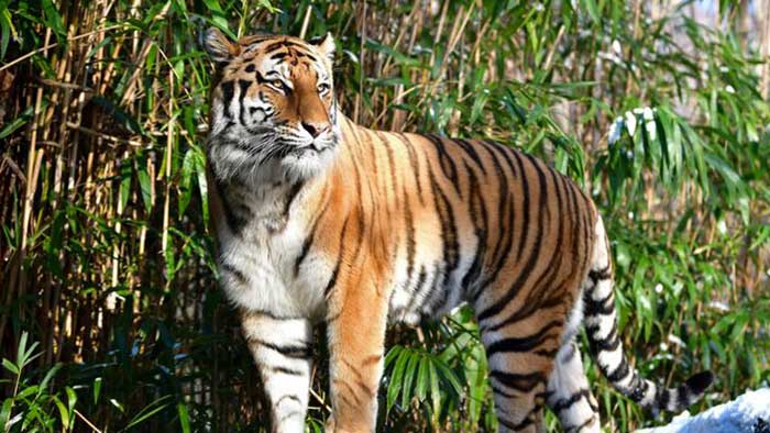 Tigers need protection along porous borders with Nepal, B'desh: Expert