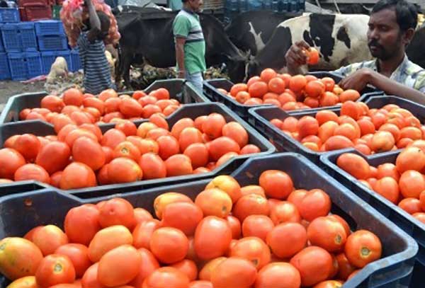 Rain in Andhra, K'taka: Tomato price touches Rs 170/kg in Chennai
