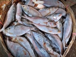 Bangladesh reverses export ban on Hilsa fish to India ahead of Durga Puja