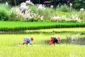 Budget 2025-26 gives big boost to agriculture as 'first engine of growth'