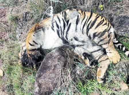 Death of 5 tigers: Two arrested for poisoning big cats in revenge for cow's killing