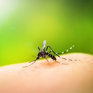 Dengue in Manipur: 4 killed, 1360 positive cases reported so far this year