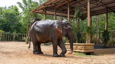 No More Painful Walks: After Years of Suffering, Maniki Comes to Vantara for Healing No More Painful Walks: After Years of Suffering, Maniki Comes to Vantara for Healing