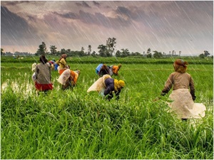 Number of farmers under PM's crop insurance scheme rises by 27 pc in 2023-24