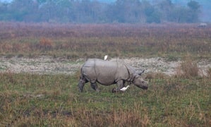 PM Modi reiterates govt's efforts to protect rhinos, urges people to visit Kaziranga