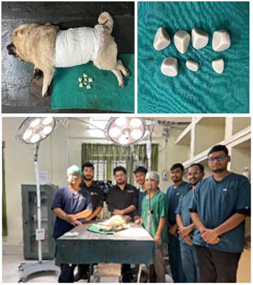 A Second Chance at Life: Rare Bladder Stone Removed from Beloved Pet