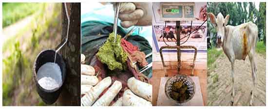 Rare Rumenotomy Saves Young Calf After Rubber Latex Ingestion