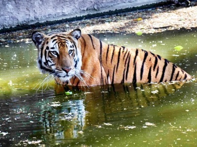 Royal Bengal Tigers among 18 animals from Bengal reaching Tripura zoo under exchange programme