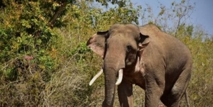 Wild elephant tramples elderly villager to death in Tripura
